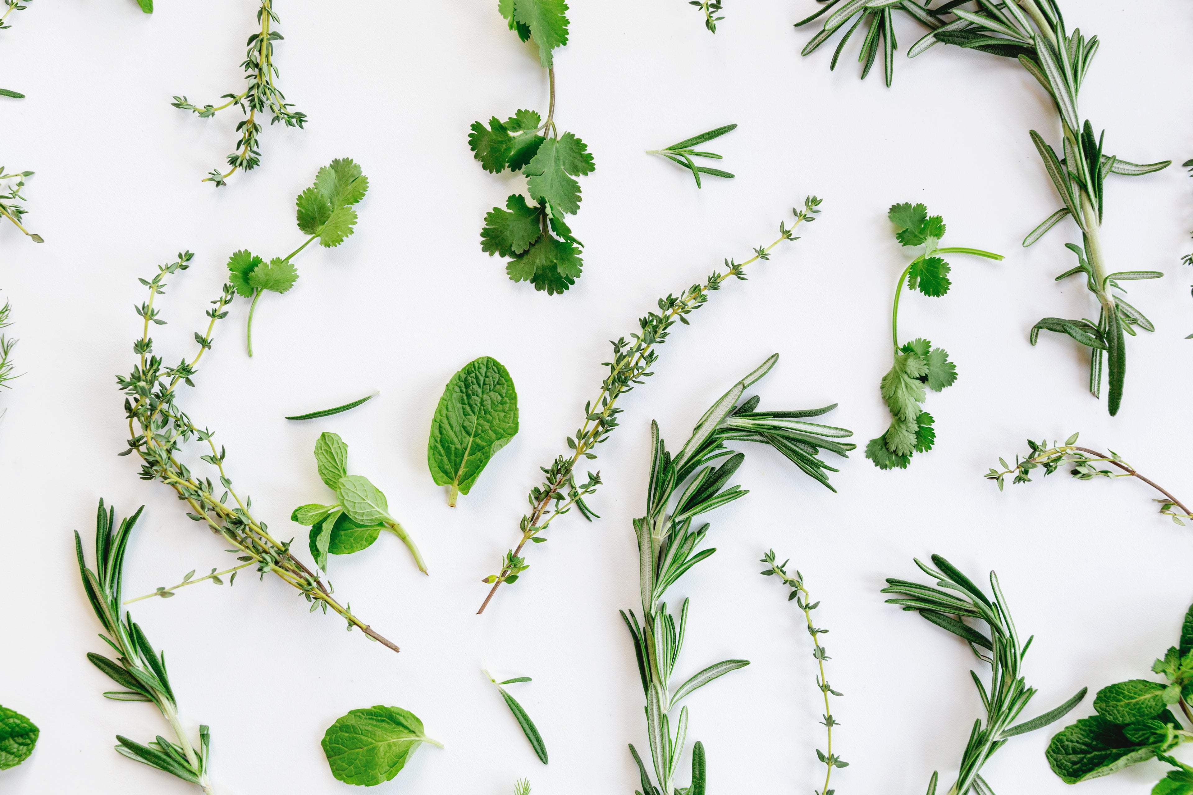 fresh herbs on white background